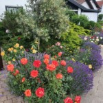 Vorgarten mit Rosenpracht