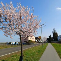 FeWo direkt am Ortseingang Gönnheim, Mandelblüten vor der Haustür