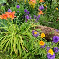 Blumenvielfalt im Garten