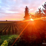 Blick in die Weinreben und Garten