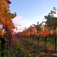 Weinreben im Herbst hinter dem Garten