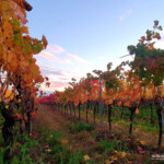 Weinreben im Herbst hinter dem Garten