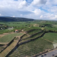 Die Weinreben in der Vorderpfalz im Hintergrund der Pfälzer Wald